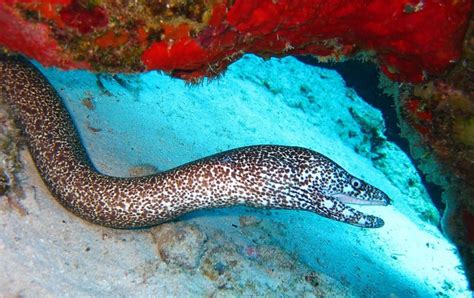 Anguila .